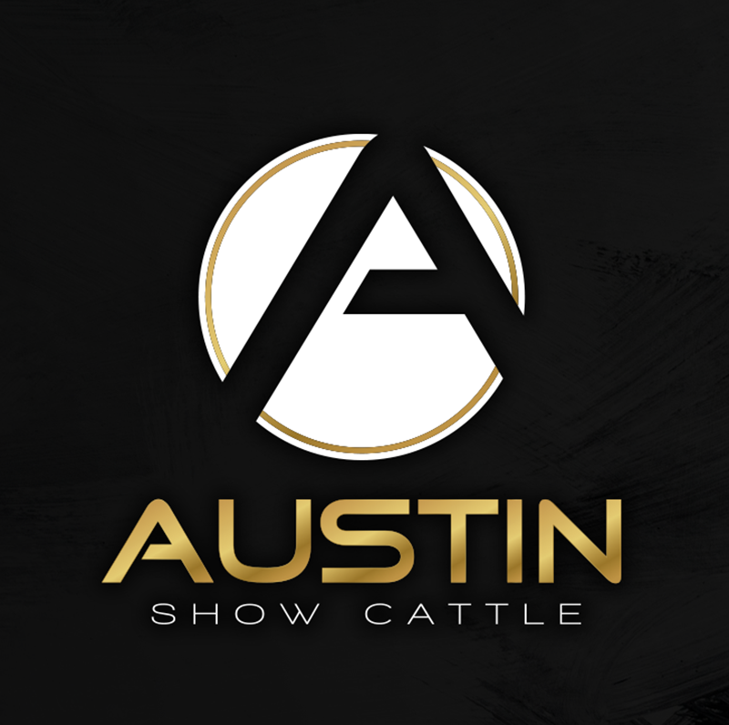 Austin Show Cattle